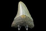 Bargain, Fossil Megalodon Tooth - North Carolina #129956-1